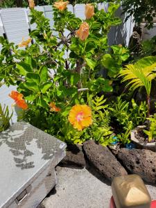 yellow hibiscus